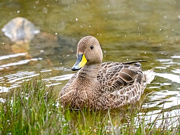 Adult South Georgia pintail (Anas georgica georgica), swimming in a freshwater pond, Moltke Harbor, South Georgia, South Atlantic, Polar Regions