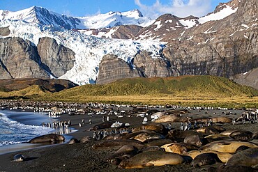 Southern elephant seals (Mirounga leonina), on the beach at Gold Harbour, South Georgia, South Atlantic, Polar Regions