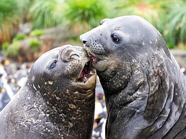 Young Southern elephant seal (Mirounga leonina), bulls mock fighting at Gold Harbour, South Georgia, South Atlantic, Polar Regions