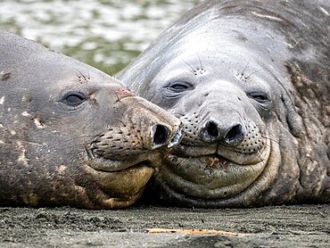 Young Southern elephant seal (Mirounga leonina), bulls lying near each other at Gold Harbour, South Georgia, South Atlantic, Polar Regions