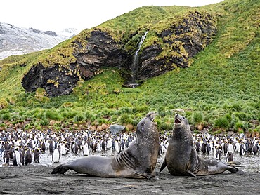 Young Southern elephant seal (Mirounga leonina), bulls mock fighting at Gold Harbour, South Georgia, South Atlantic, Polar Regions