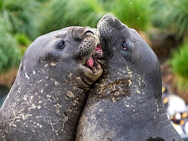 Young Southern elephant seal (Mirounga leonina), bulls mock fighting at Gold Harbour, South Georgia, South Atlantic, Polar Regions