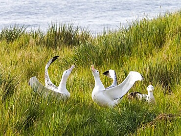 Adult wandering albatross (Diomedea exulans), courtship display on Prion Island, Bay of Isles, South Georgia, South Atlantic, Polar Regions