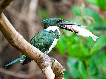 Adult female Amazon kingfisher (Chloroceryle amazona), with a fish, Rio Negro, Mato Grosso, Pantanal, Brazil, South America