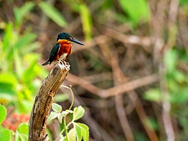 Adult male American pygmy kingfisher (Chloroceryle aenea), Rio Negro, Mato Grosso, Pantanal, Brazil, South America