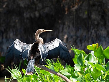 Adult Anhinga (Anhinga anhinga), drying its wings on the Rio Tres Irmao, Mato Grosso, Pantanal, Brazil, South America