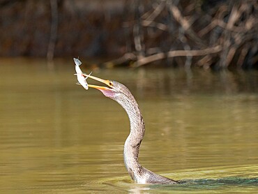 Adult Anhinga (Anhinga anhinga), with a fish on the Rio Cuiaba, Mato Grosso, Pantanal, Brazil, South America