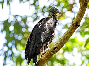 Adult black vulture (Coragyps atratus) on the Transpantaneira Highway, Mato Grosso, Pantanal, Brazil, South America