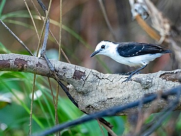 Adult black-backed water tyrant (Fluvicola albiventer), on the Rio Tres Irmao, Mato Grosso, Pantanal, Brazil, South America