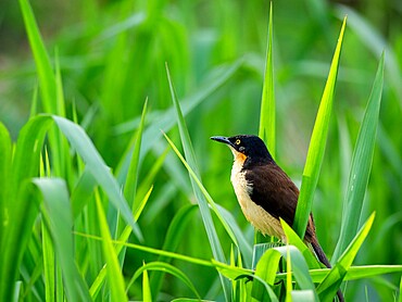 An adult black-capped donacobius (Donacobius atricapilla), Rio Negro, Mato Grosso, Pantanal, Brazil, South America