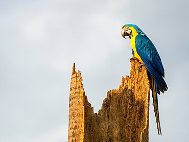 An adult blue-and-gold macaw (Ara ararauna), Pousada Piuval, Mato Grosso, Pantanal, Brazil, South America