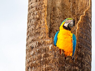 An adult blue-and-gold macaw (Ara ararauna), Pousada Piuval, Mato Grosso, Pantanal, Brazil, South America