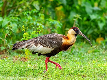 An adult buff-necked ibis (Theristicus caudatus), on the Transpantaneira Highway, Mato Grosso, Pantanal, Brazil, South America