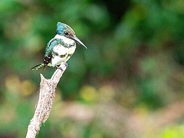 Adult female green kingfisher (Chloroceryle americana), on the Rio Negro, Mato Grosso, Pantanal, Brazil, South America