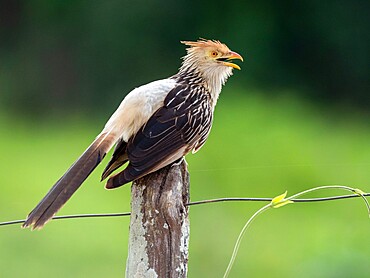 Adult Guira cuckoo (Guira guira), on the Rio Negro, Mata Grosso, Pantanal, Brazil, South America