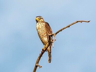 Adult hooked-bill kite (Chondrohierax uncinatus), on the Rio Tres Irmao, Mata Grosso, Pantanal, Brazil, South America