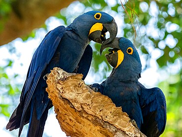 Adult hyacinth macaws (Anodorhynchus hyacinthinus), in a tree on the Rio Pixaim, Mata Grosso, Pantanal, Brazil, South America