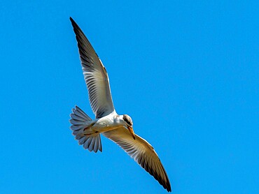 Adult large-billed tern (Phaetusa simple), in flight on the Rio Tres Irmao, Mata Grosso, Pantanal, Brazil, South America