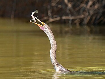 Adult Anhinga (Anhinga anhinga), with a fish on the Rio Cuiaba, Mato Grosso, Pantanal, Brazil, South America