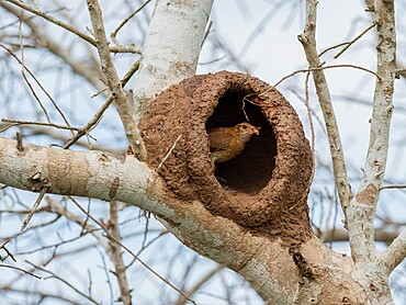 Adult red ovenbird (Furnarius rufus), building a nest in a tree, Rio Pixaim, Mata Grosso, Pantanal, Brazil, South America