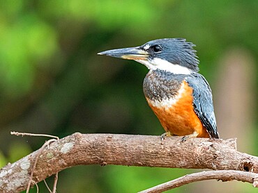 Adult female ringed kingfisher (Megaceryle torquata), Rio Tres Irmao, Mata Grosso, Pantanal, Brazil, South America