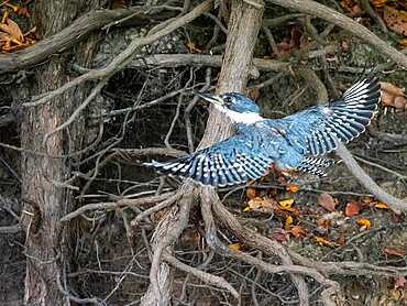 Adult female ringed kingfisher (Megaceryle torquata), in flight on Rio Cuiaba, Mata Grosso, Pantanal, Brazil, South America