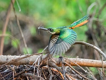 Adult male rufous-tailed jacamar (Galbula ruficauda), with insect on the Rio Cuiaba, Mato Grosso, Pantanal, Brazil, South America