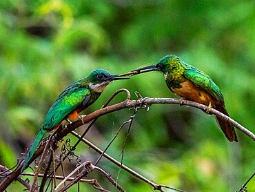 A pair of adult rufous-tailed jacamars (Galbula ruficauda), sharing an insect, Rio Cuiaba, Pantanal, Mato Grosso, Brazil, South America