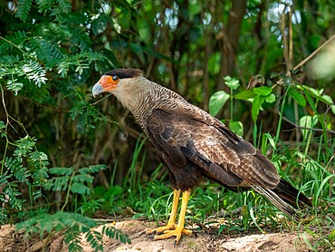 An adult southern crested caracara (Caracara plancus), on the Rio Cuiaba, Mato Grosso, Pantanal, Brazil, South America