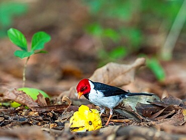 Adult yellow-billed cardinal (Paroaria capitata), on the Rio Tres Irmao, Mato Grosso, Pantanal, Brazil, South America