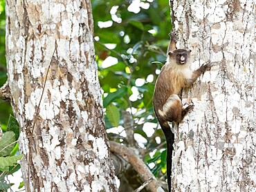 Adult black-tailed marmoset (Mico melanurus), in the trees at Pousada Piuval, Mato Grosso, Pantanal, Brazil, South America