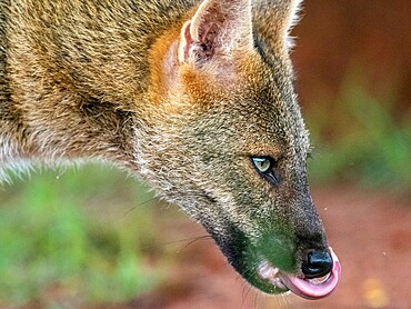 Adult crab-eating fox (Cerdocyon thous), head detail at Pousada Piuval, Mato Grosso, Pantanal, Brazil, South America