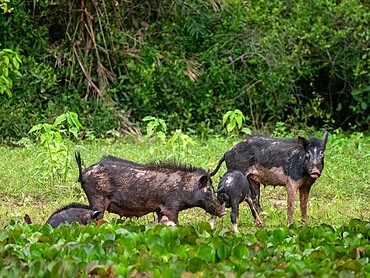 A group of feral pigs (Sus scrofa), scavenging at Pouso Allegre, Mato Grosso, Pantanal, Brazil, South America