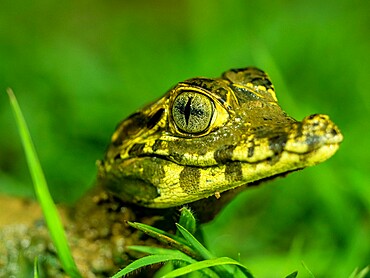 A juvenile jacare caiman (Caiman yacare), at night in Pouso Allegre, Mato Grosso, Pantanal, Brazil, South America