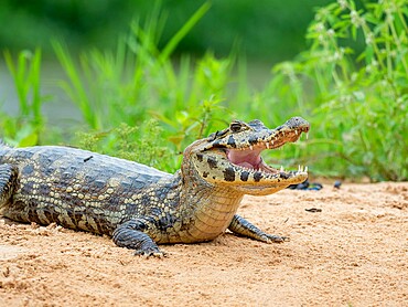 A young jacare caiman (Caiman yacare), on the river banks of the Rio Tres Irmao, Mato Grosso, Pantanal, Brazil, South America