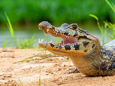 A young jacare caiman (Caiman yacare), on the river banks of the Rio Tres Irmao, Mato Grosso, Pantanal, Brazil, South America