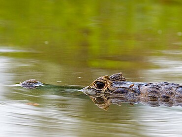 A young jacare caiman (Caiman yacare), swimming in the Rio Tres Irmao, Mato Grosso, Pantanal, Brazil, South America