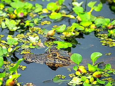 Young jacare caiman (Caiman yacare), in the water at Pousada Piuval, Mata Grosso, Pantanal, Brazil, South America