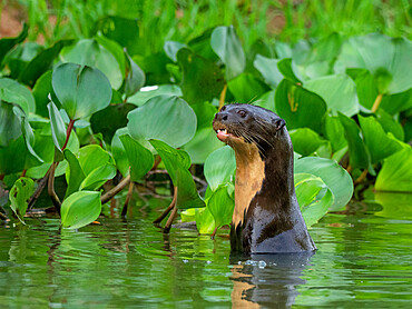 Curious adult giant river otter (Pteronura brasiliensis), at Rio Negio, Mato Grosso, Pantanal, Brazil, South America