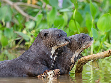 A pair of adult giant river otters (Pteronura brasiliensis), on the Rio Cuiaba, Mato Grosso, Pantanal, Brazil, South America