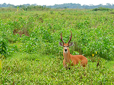 Adult marsh deer (Blastocerus dichotomus), grazing at Pouso Allegre, Mato Grosso, Pantanal, Brazil, South America