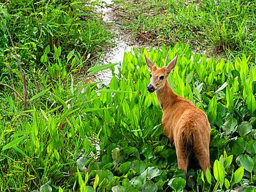 Adult red brocket (Mazama americana), grazing on the Rio Pixaim, Mato Grosso, Pantanal, Brazil, South America