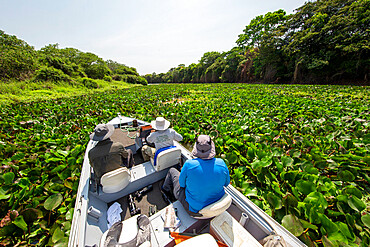 Boat heading in to a dense foliage area on the Rio Cuiaba, Mato Grosso, Pantanal, Brazil, South America