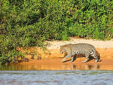 Adult jaguar (Panthera onca), on the riverbank of Rio Tres Irmao, Mato Grosso, Pantanal, Brazil, South America