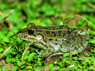 Adult frog from the order Anura, Pouso Allegre, Mato Grosso, Pantanal, Brazil, South America