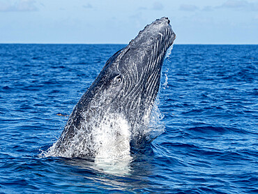 Humpback whale (Megaptera novaeangliae), newborn calf breaching on the Silver Banks, Dominican Republic, Greater Antilles, Caribbean, Central America