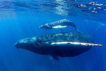 Humpback whale (Megaptera novaeangliae), mother and calf underwater on the Silver Bank, Dominican Republic, Greater Antilles, Caribbean, Central America