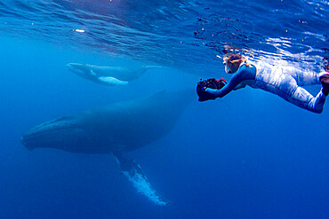 Humpback whale (Megaptera novaeangliae), mother and calf underwater on the Silver Bank, Dominican Republic, Greater Antilles, Caribbean, Central America