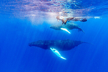 Humpback whale (Megaptera novaeangliae), mother and calf underwater on the Silver Bank, Dominican Republic, Greater Antilles, Caribbean, Central America