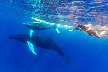 Humpback whale (Megaptera novaeangliae), mother and calf underwater on the Silver Bank, Dominican Republic, Greater Antilles, Caribbean, Central America